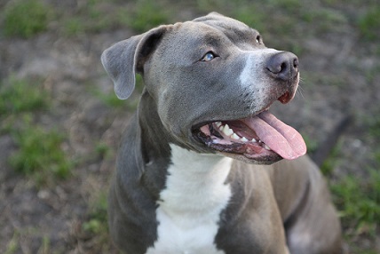 pit-bull1jo